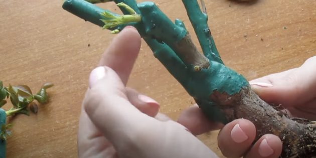 Как посадить розу и ухаживать за ней ... Как посадить розу и ухаживать за ней ...