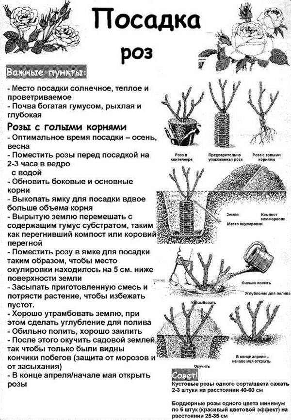 Как сажать розы правильно. Фотографии и ...