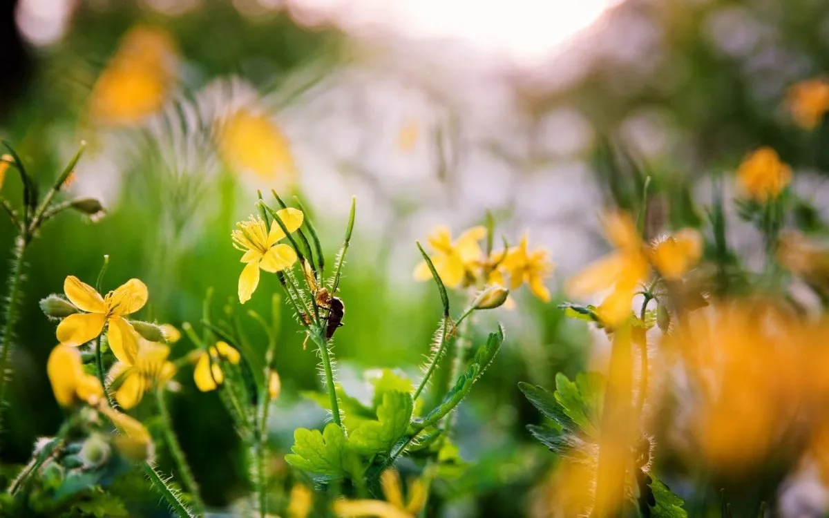 Желтые весенние полевые цветы
