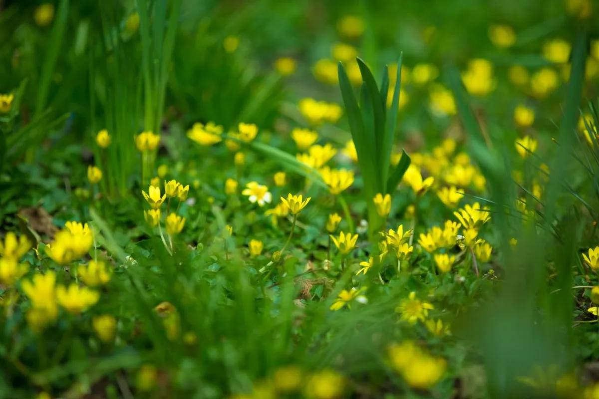 Мелкие желтые цветы весной