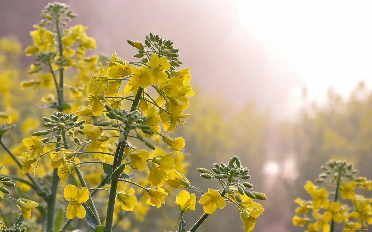 Желтые полевые цветы Урала