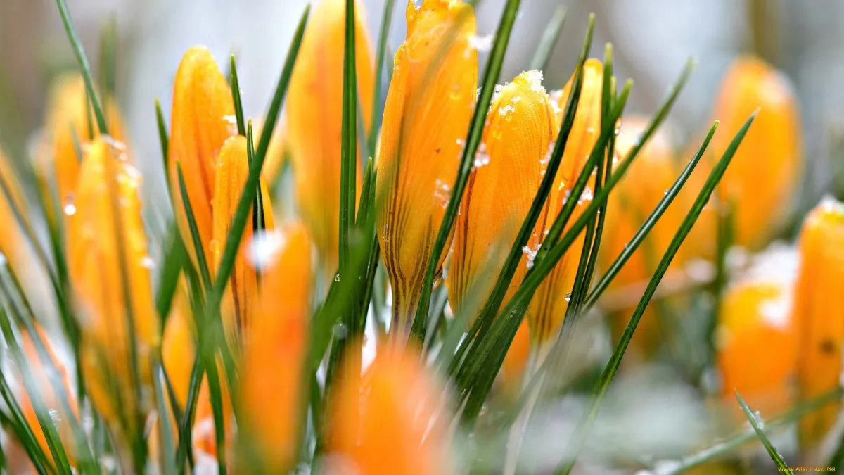 Крокусы цветы оранжевые