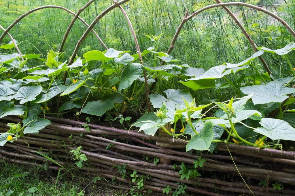 Теплая грядка для огурцов: как сделать ...