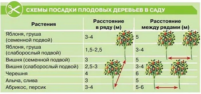 Правильная схема посадки плодовых деревьев