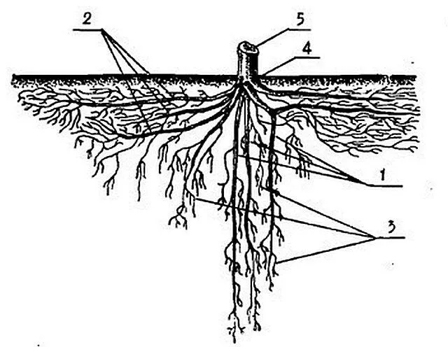 Корневая система плодового дерева